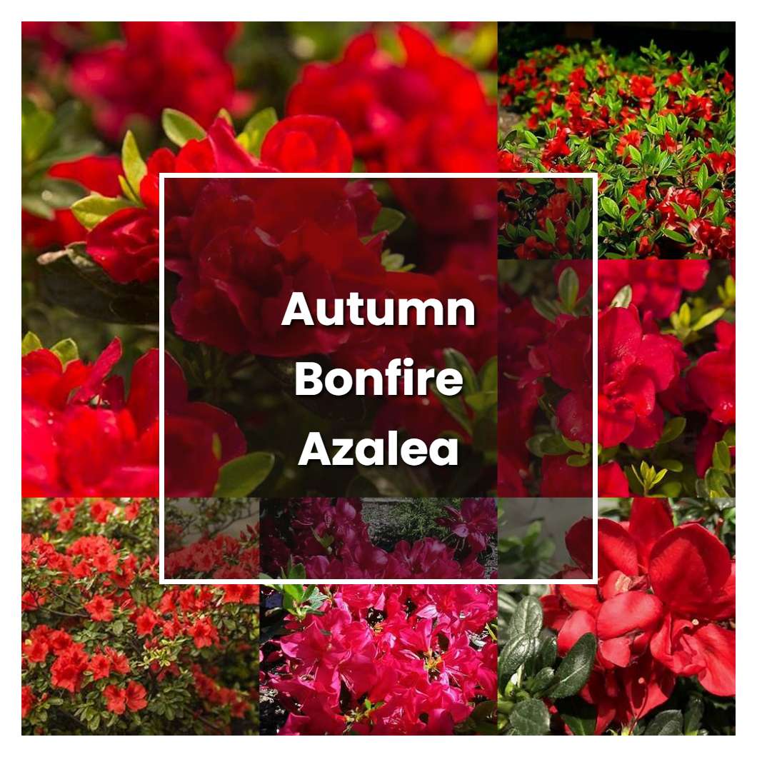 How to Grow Autumn Bonfire Azalea - Plant Care & Tips