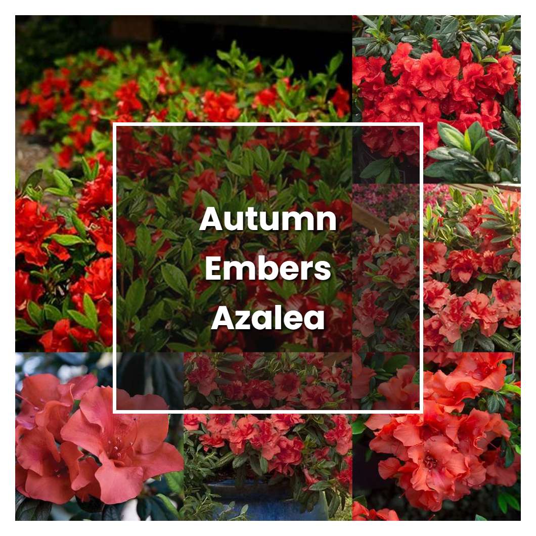 How to Grow Autumn Embers Azalea - Plant Care & Tips