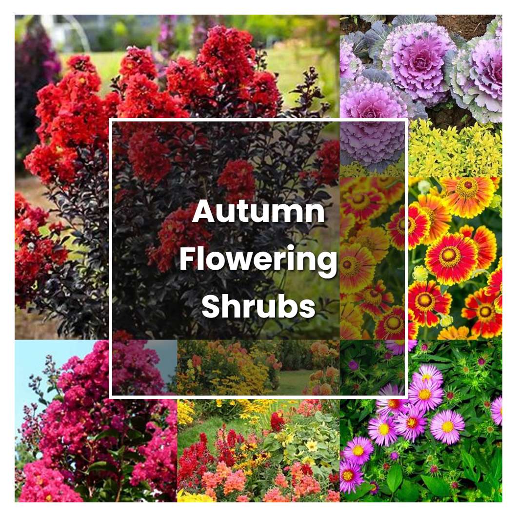 How to Grow Autumn Flowering Shrubs Plant Care & Tips NorwichGardener