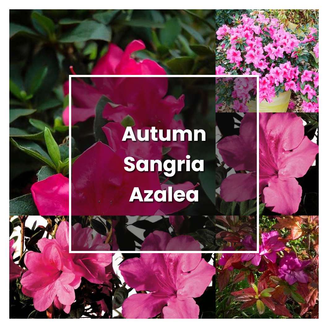 How to Grow Autumn Sangria Azalea - Plant Care & Tips