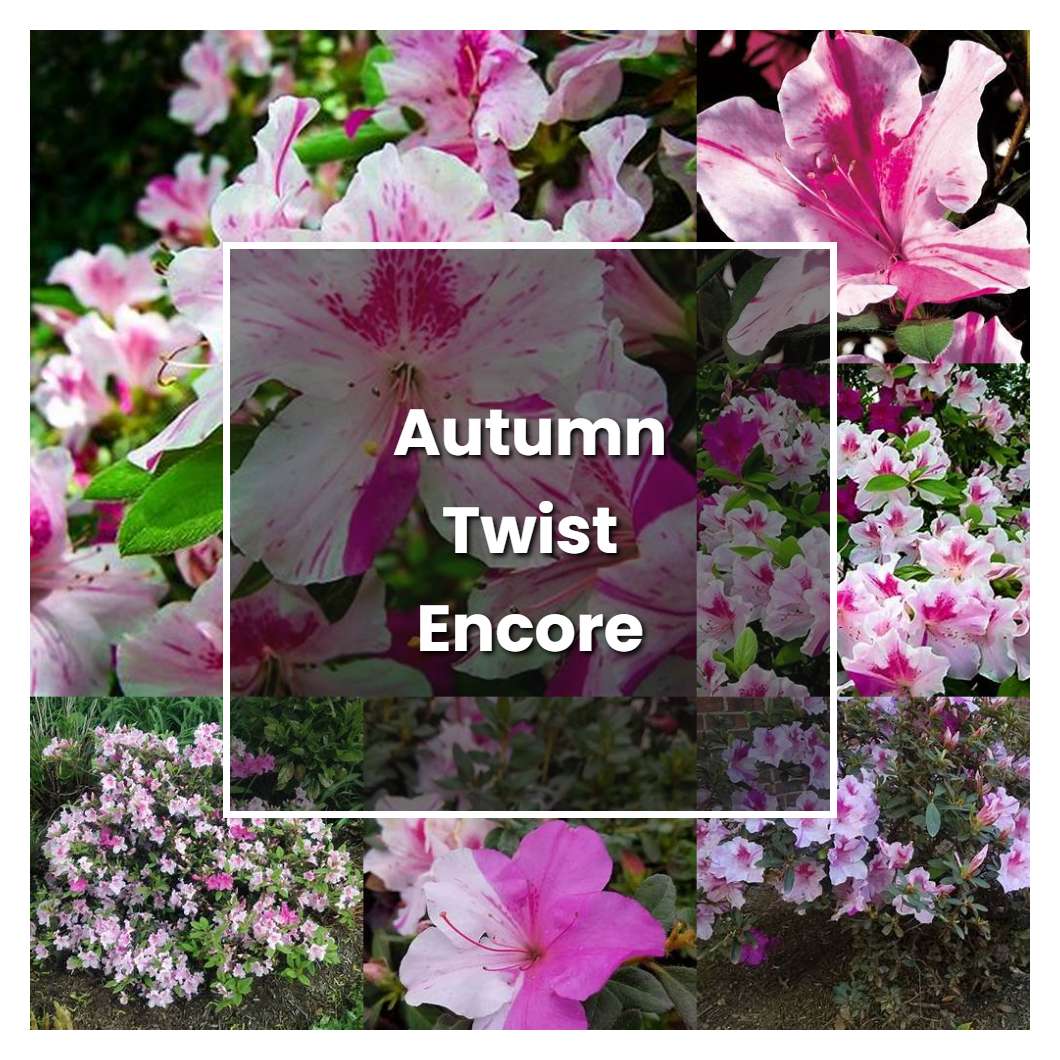 How to Grow Autumn Twist Encore Azalea - Plant Care & Tips