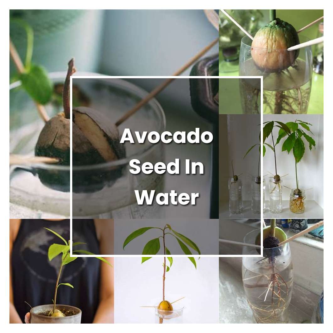 How to Grow Avocado Seed In Water - Plant Care & Tips