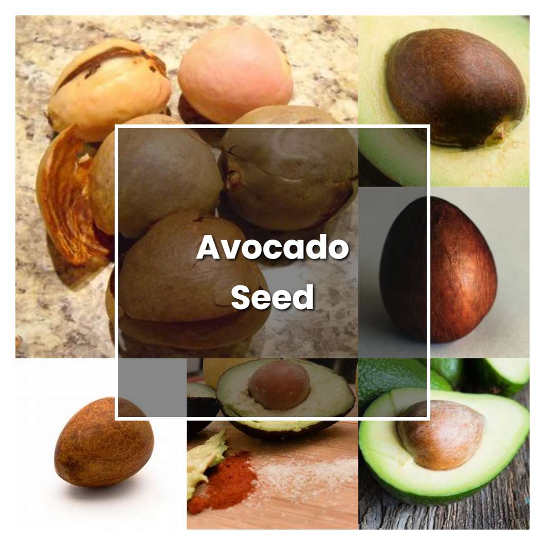 How to Grow Avocado Seed - Plant Care & Tips