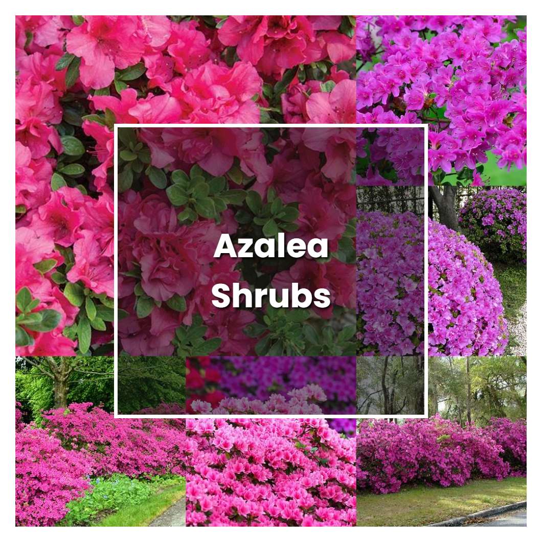 How to Grow Azalea Shrubs - Plant Care & Tips