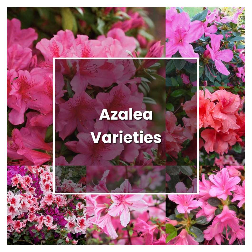How to Grow Azalea Varieties - Plant Care & Tips