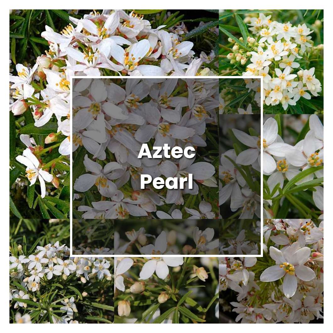 How to Grow Aztec Pearl - Plant Care & Tips