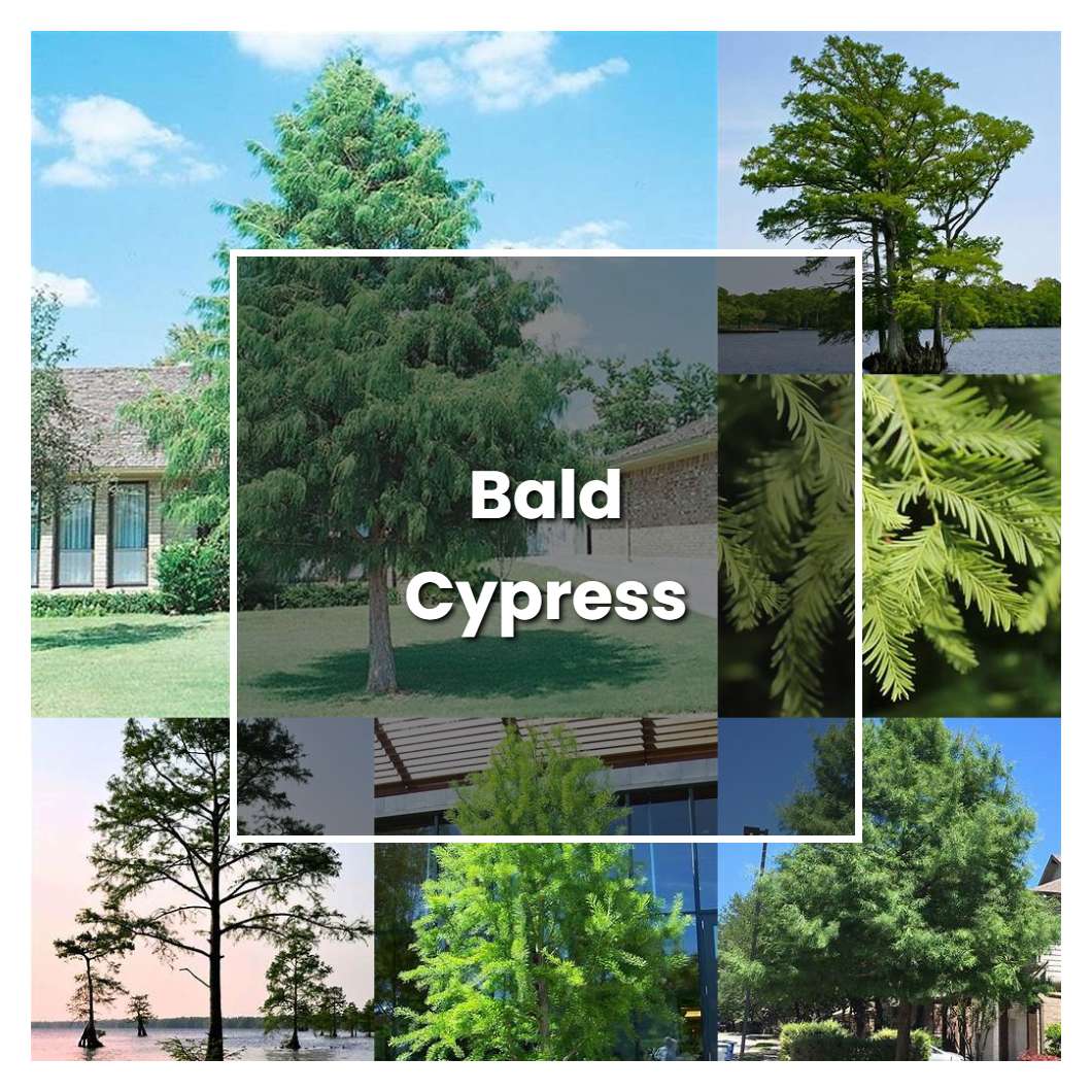 How to Grow Bald Cypress - Plant Care & Tips