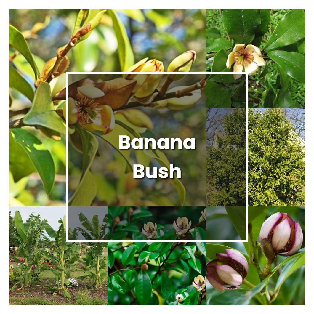 How to Grow Banana Bush - Plant Care & Tips