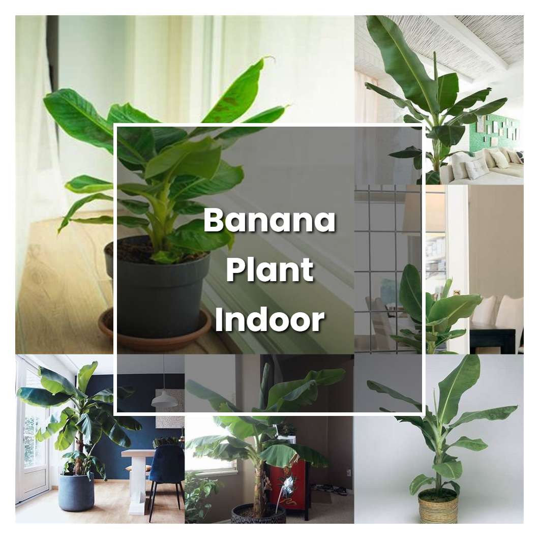 How to Grow Banana Plant Indoor - Plant Care & Tips