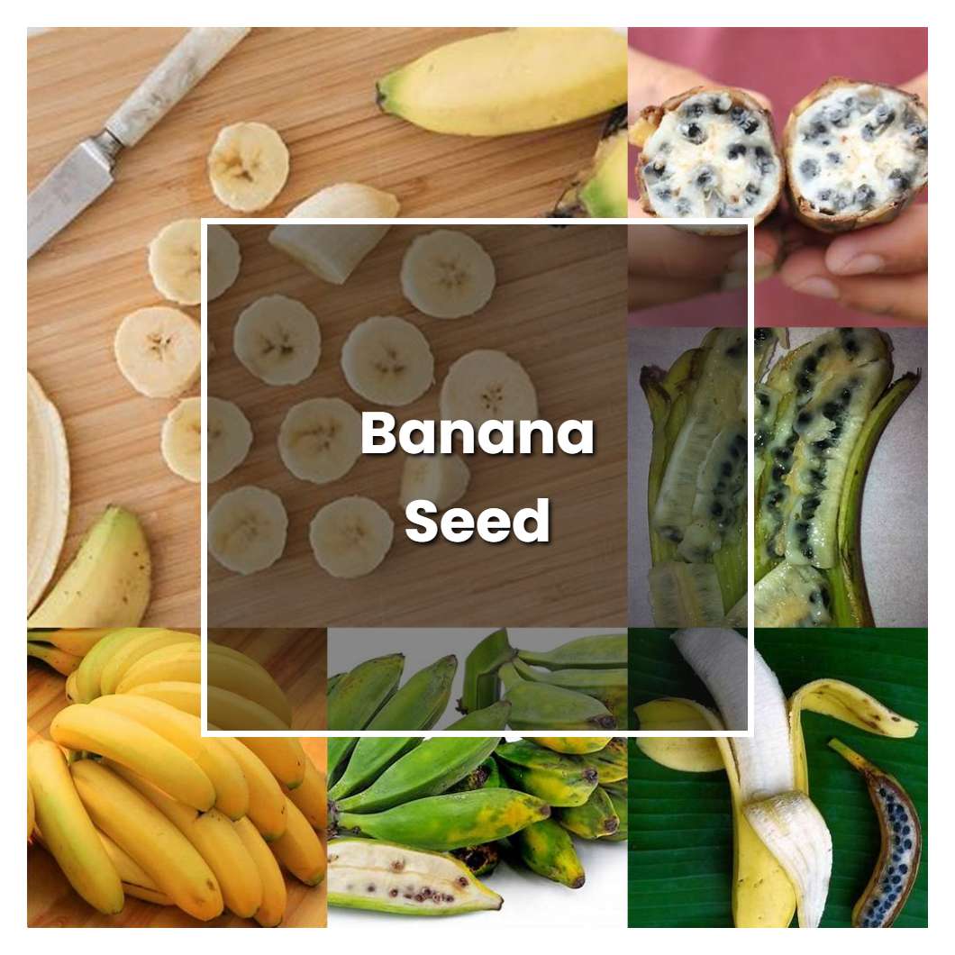 How to Grow Banana Seed - Plant Care & Tips