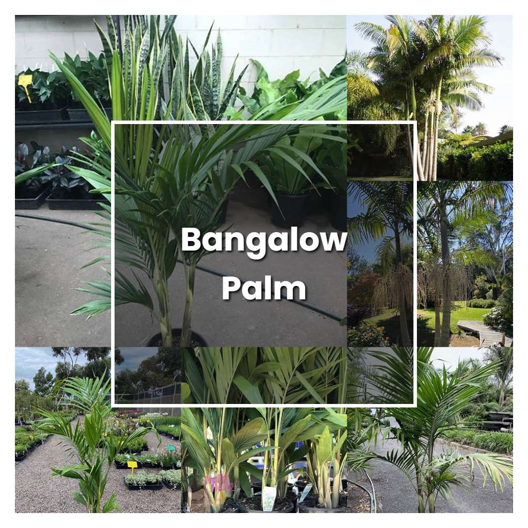 How to Grow Bangalow Palm - Plant Care & Tips
