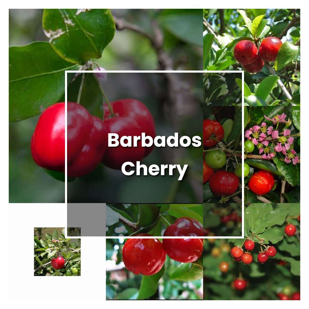 How To Grow Barbados Cherry Plant Care Tips Norwichgardener