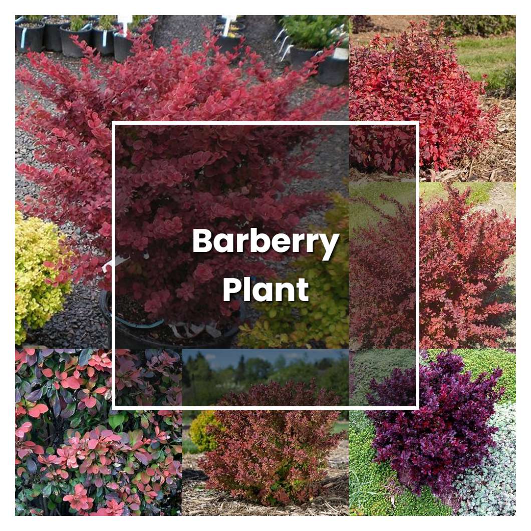 How to Grow Barberry Plant - Plant Care & Tips
