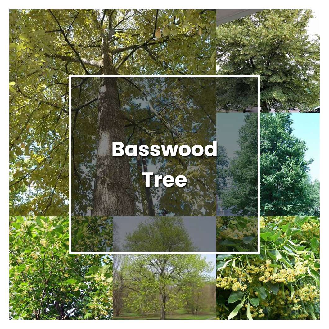 How to Grow Basswood Tree - Plant Care & Tips