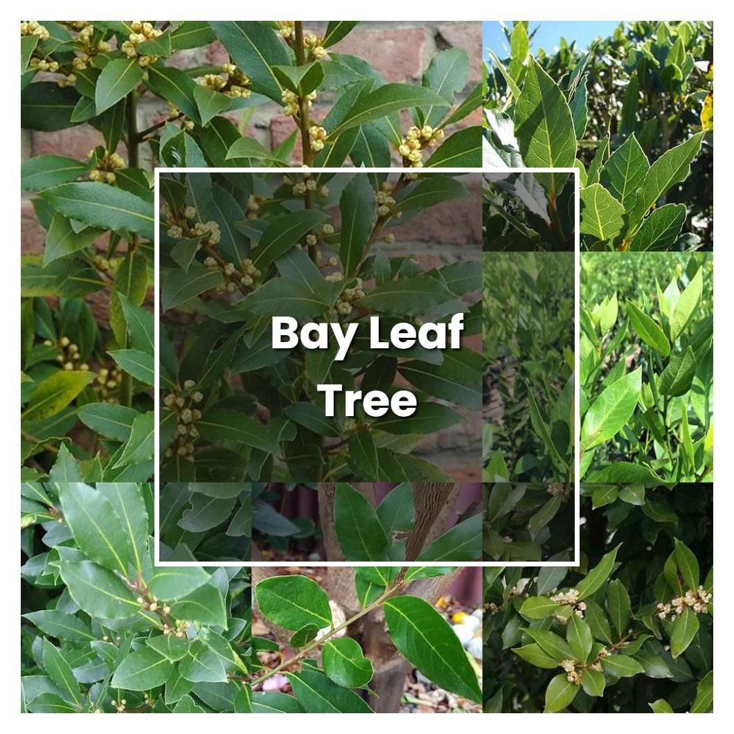 How to Grow Bay Leaf Tree - Plant Care & Tips