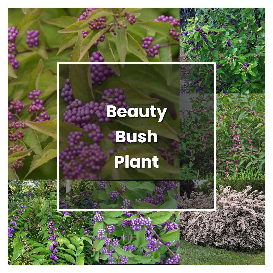 How to Grow Beauty Bush Plant - Plant Care & Tips