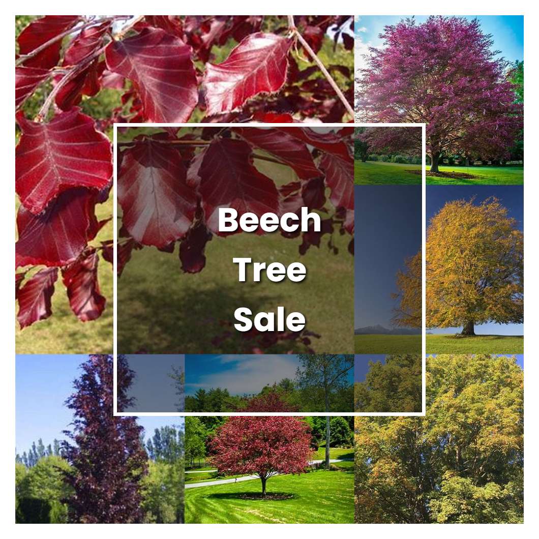 How to Grow Beech Tree Sale - Plant Care & Tips