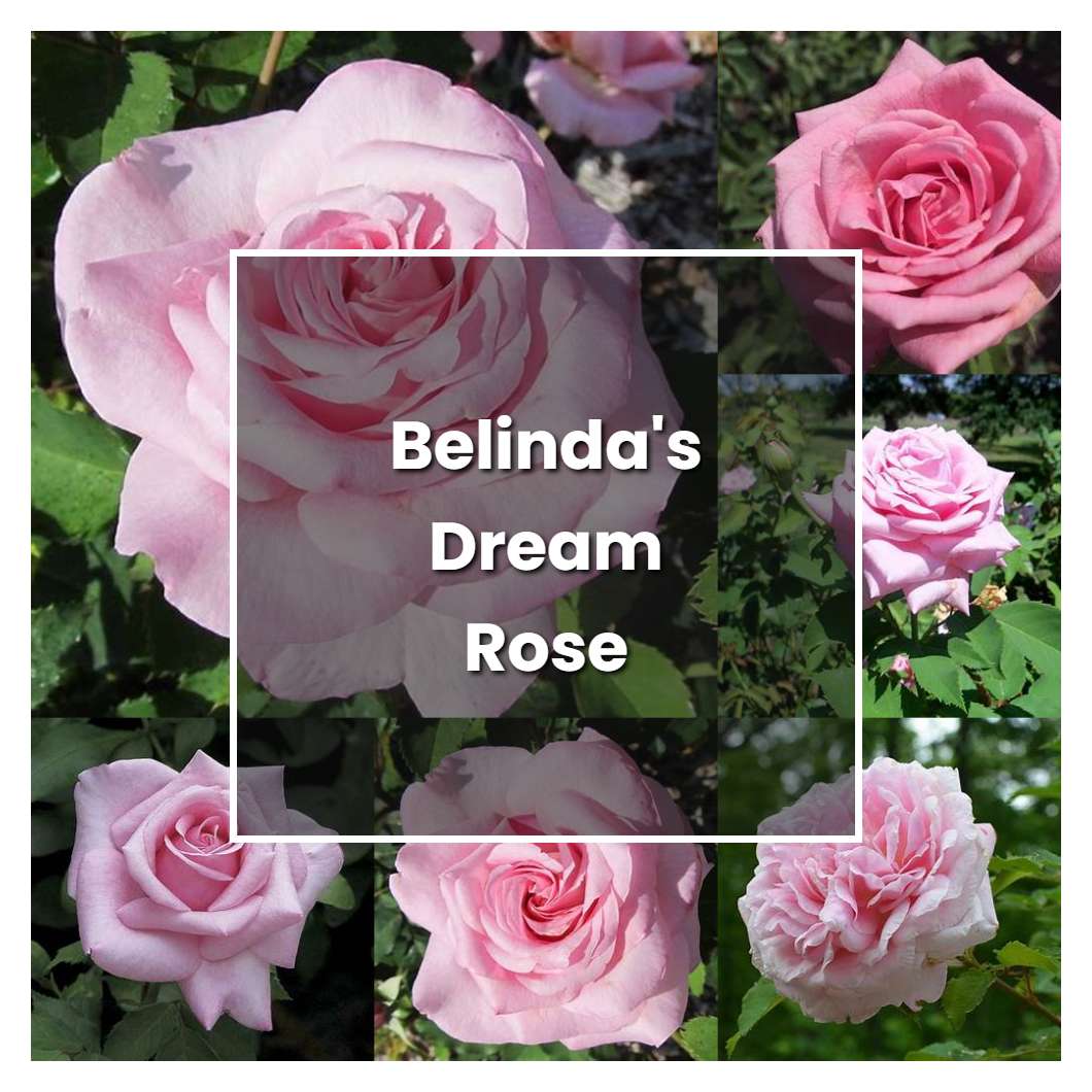 How to Grow Belinda's Dream Rose - Plant Care & Tips