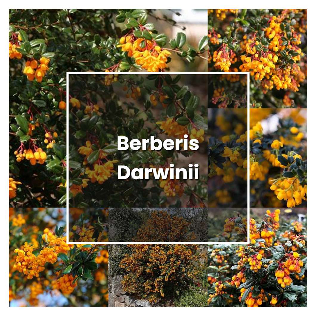 How to Grow Berberis Darwinii - Plant Care & Tips