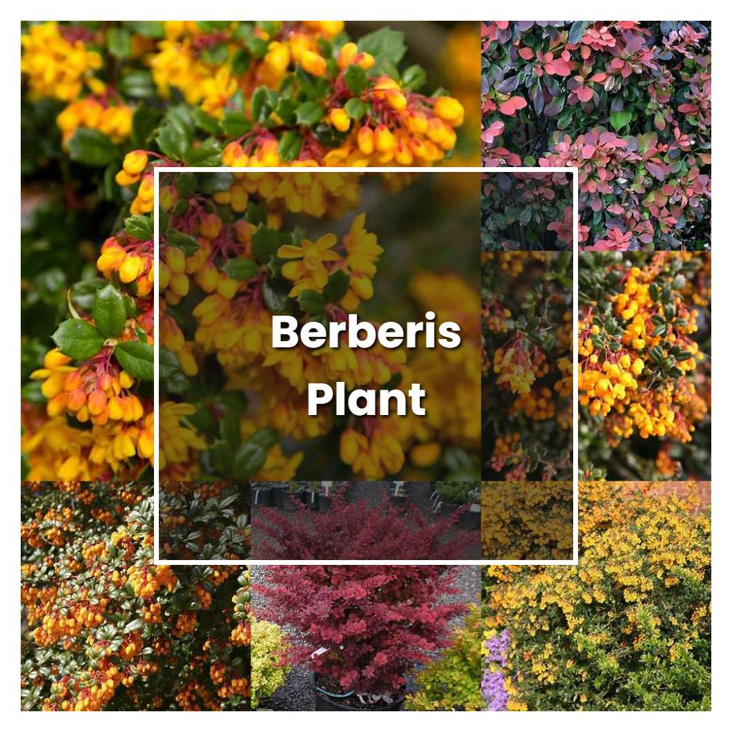 How to Grow Berberis Plant - Plant Care & Tips
