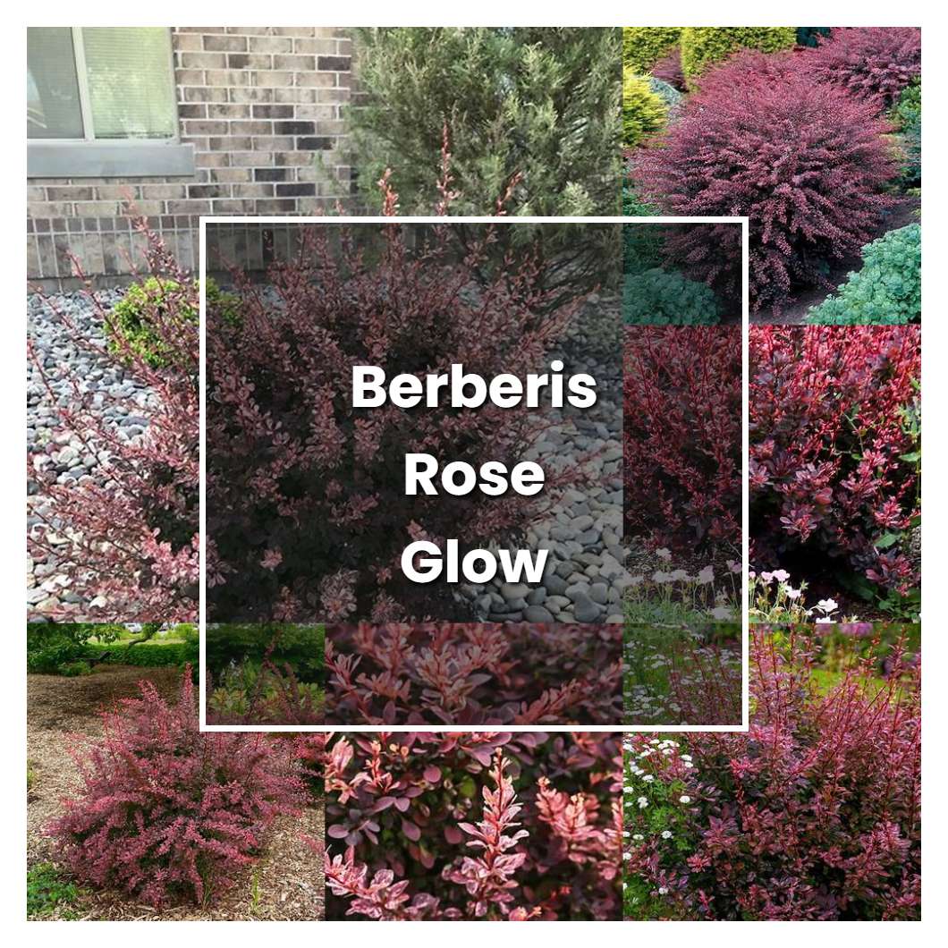 How to Grow Berberis Rose Glow - Plant Care & Tips