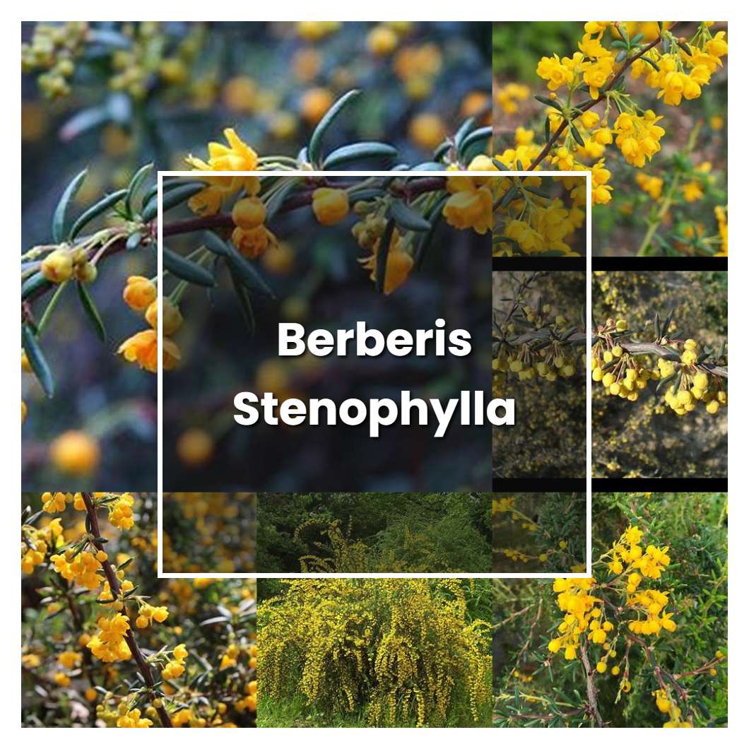 How to Grow Berberis Stenophylla - Plant Care & Tips