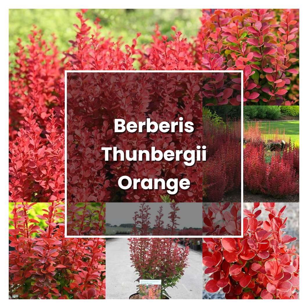How to Grow Berberis Thunbergii Orange Rocket - Plant Care & Tips