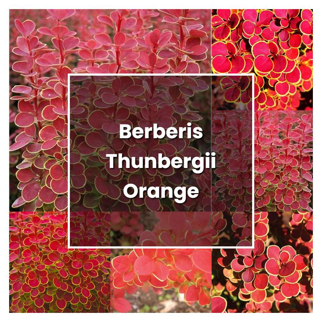 How to Grow Berberis Thunbergii Orange Sunrise - Plant Care & Tips
