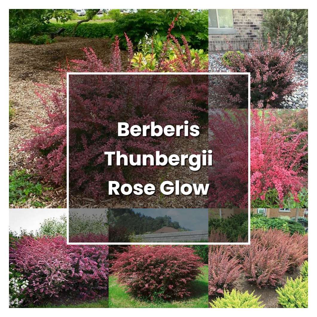 How to Grow Berberis Thunbergii Rose Glow - Plant Care & Tips