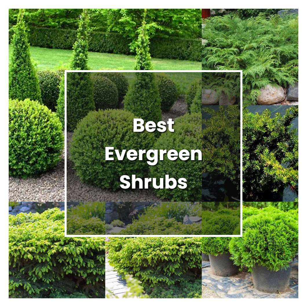How to Grow Best Evergreen Shrubs - Plant Care & Tips