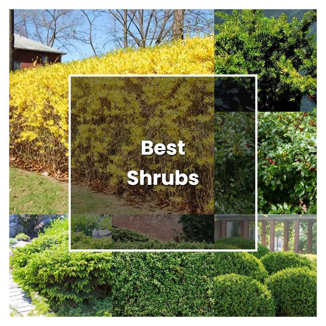 How to Grow Best Shrubs - Plant Care & Tips