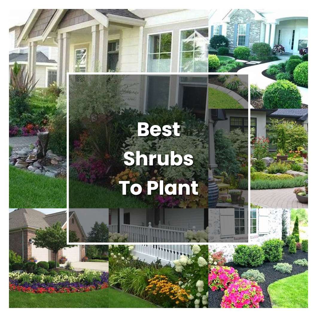 How to Grow Best Shrubs To Plant In Front Of House - Plant Care & Tips