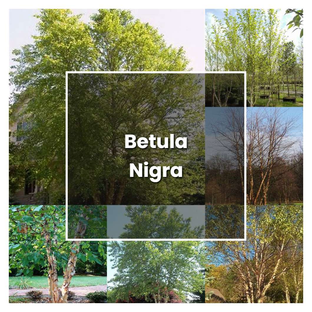 How to Grow Betula Nigra - Plant Care & Tips