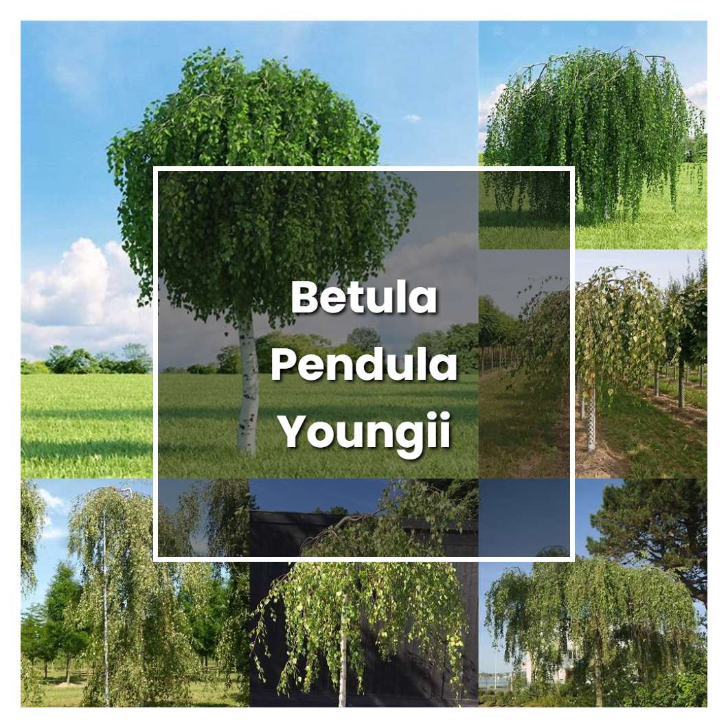 How to Grow Betula Pendula Youngii - Plant Care & Tips