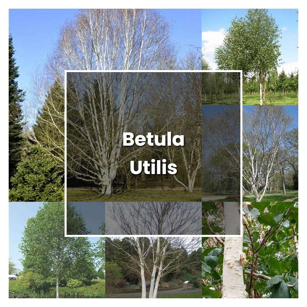 How to Grow Betula Utilis - Plant Care & Tips