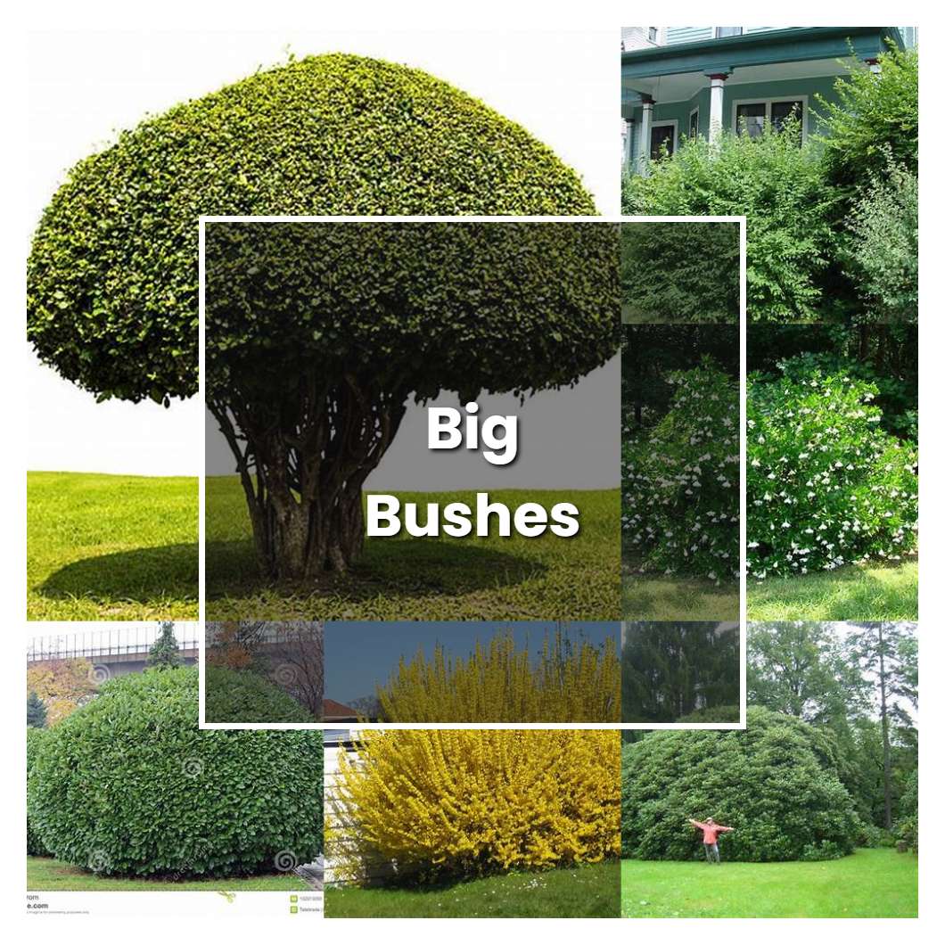 How to Grow Big Bushes - Plant Care & Tips