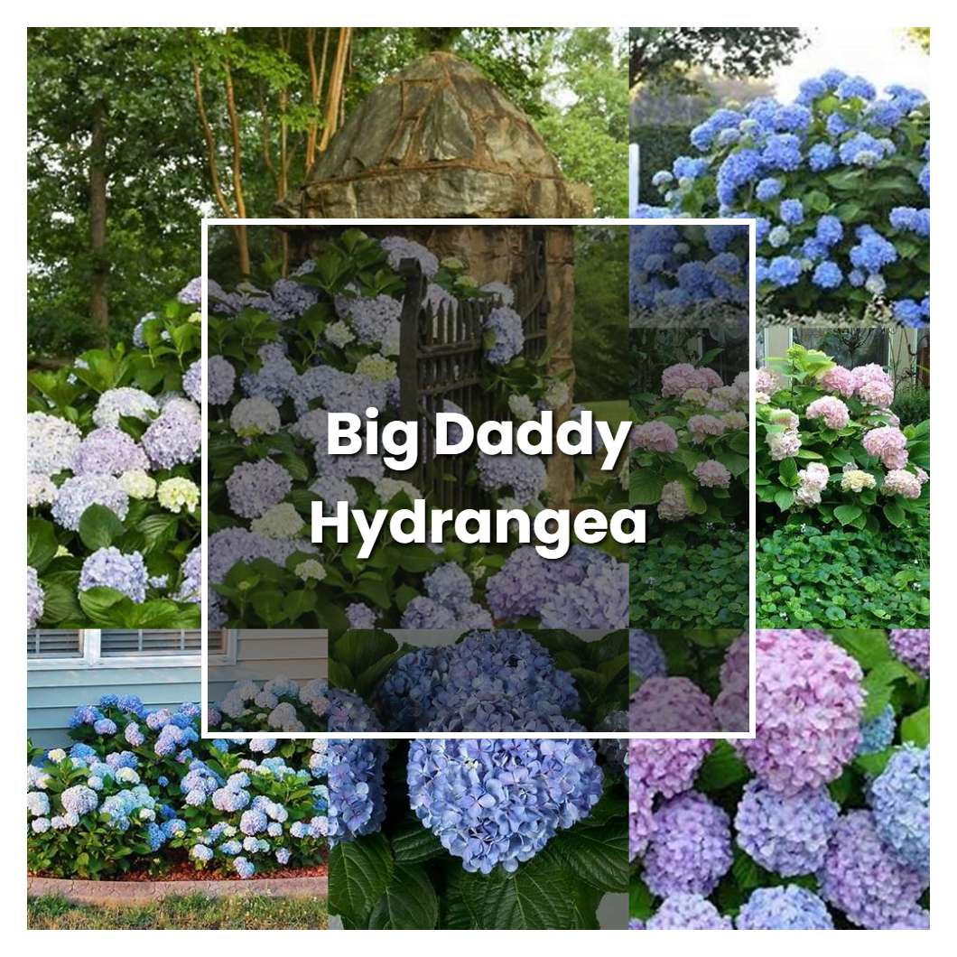 How to Grow Big Daddy Hydrangea - Plant Care & Tips