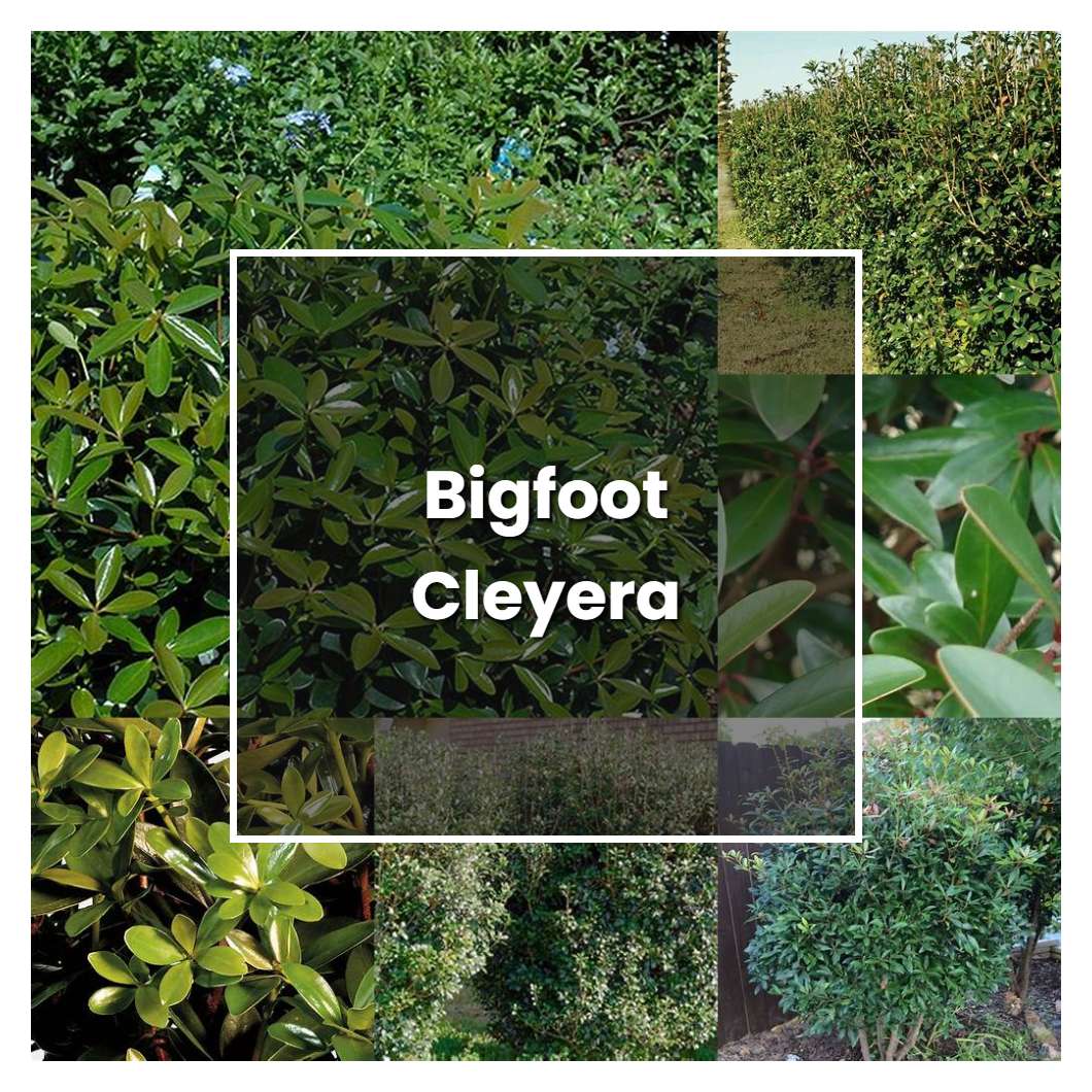 How to Grow Bigfoot Cleyera - Plant Care & Tips