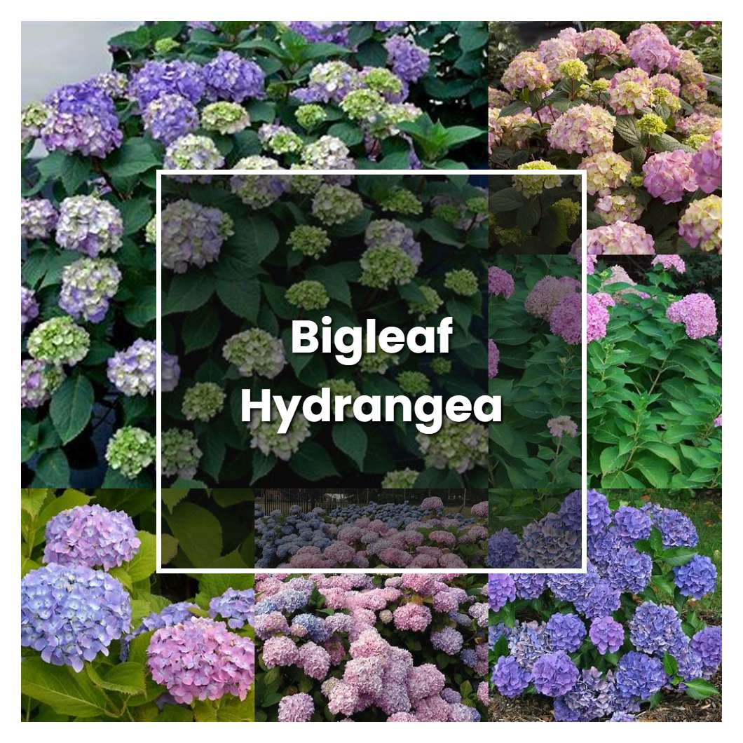 How to Grow Bigleaf Hydrangea - Plant Care & Tips
