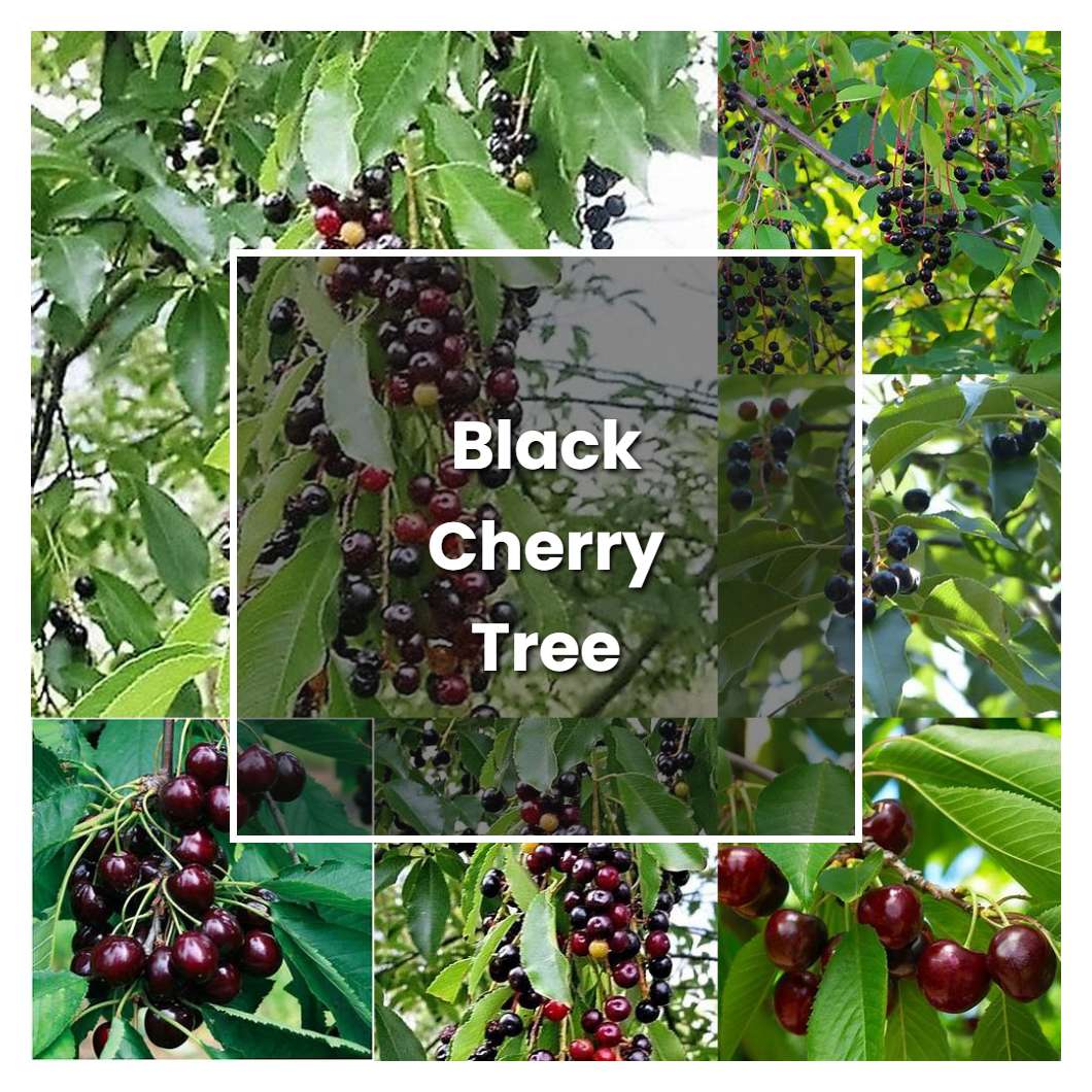 how-to-grow-black-cherry-tree-plant-care-tips-norwichgardener