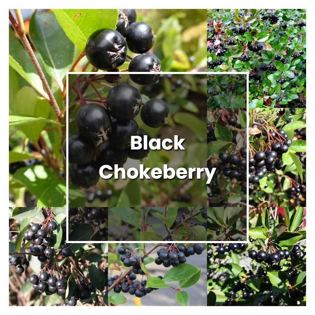 How to Grow Black Chokeberry - Plant Care & Tips
