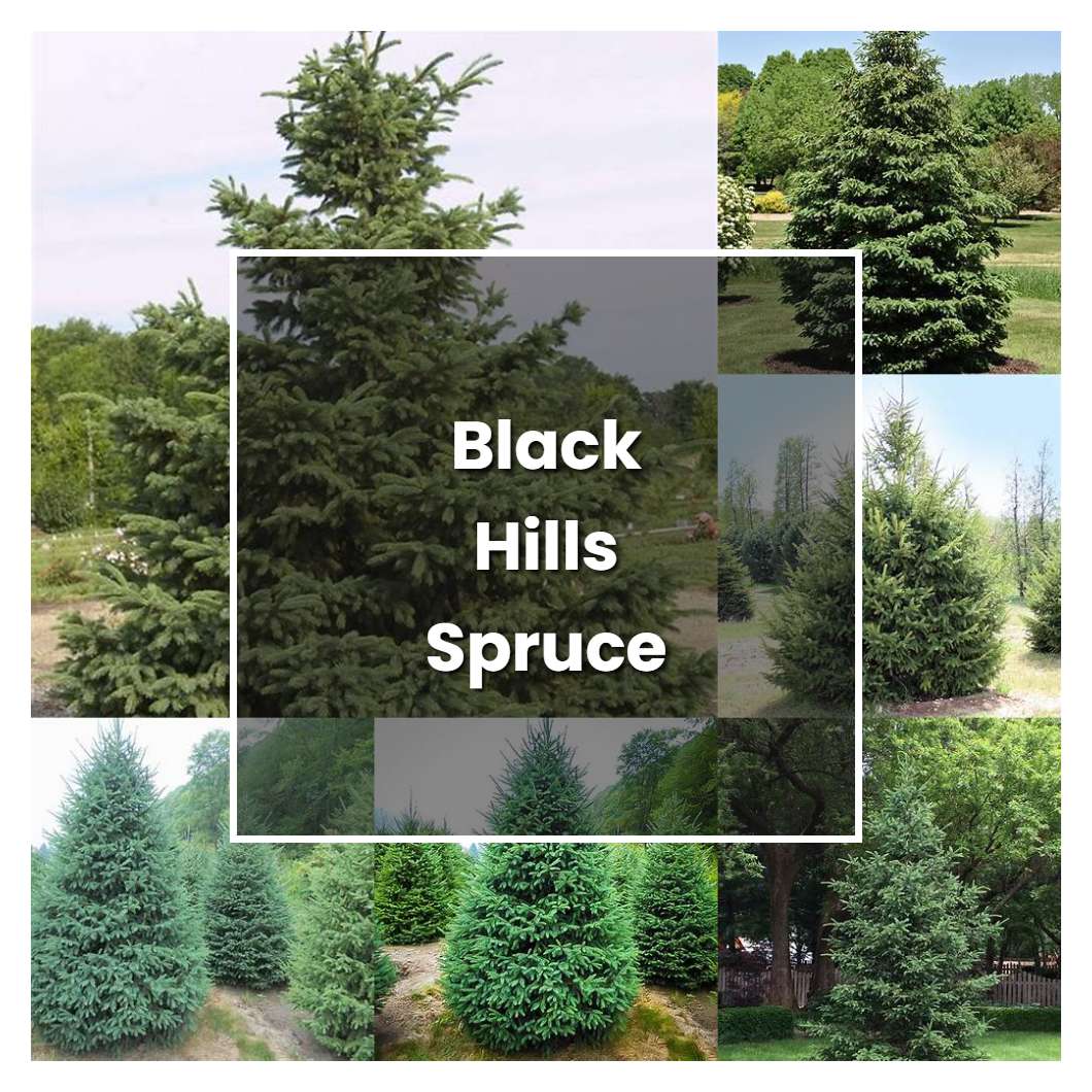 How to Grow Black Hills Spruce - Plant Care & Tips
