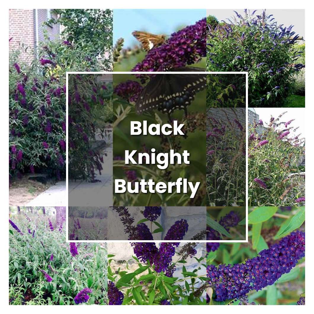 How to Grow Black Knight Butterfly Bush - Plant Care & Tips