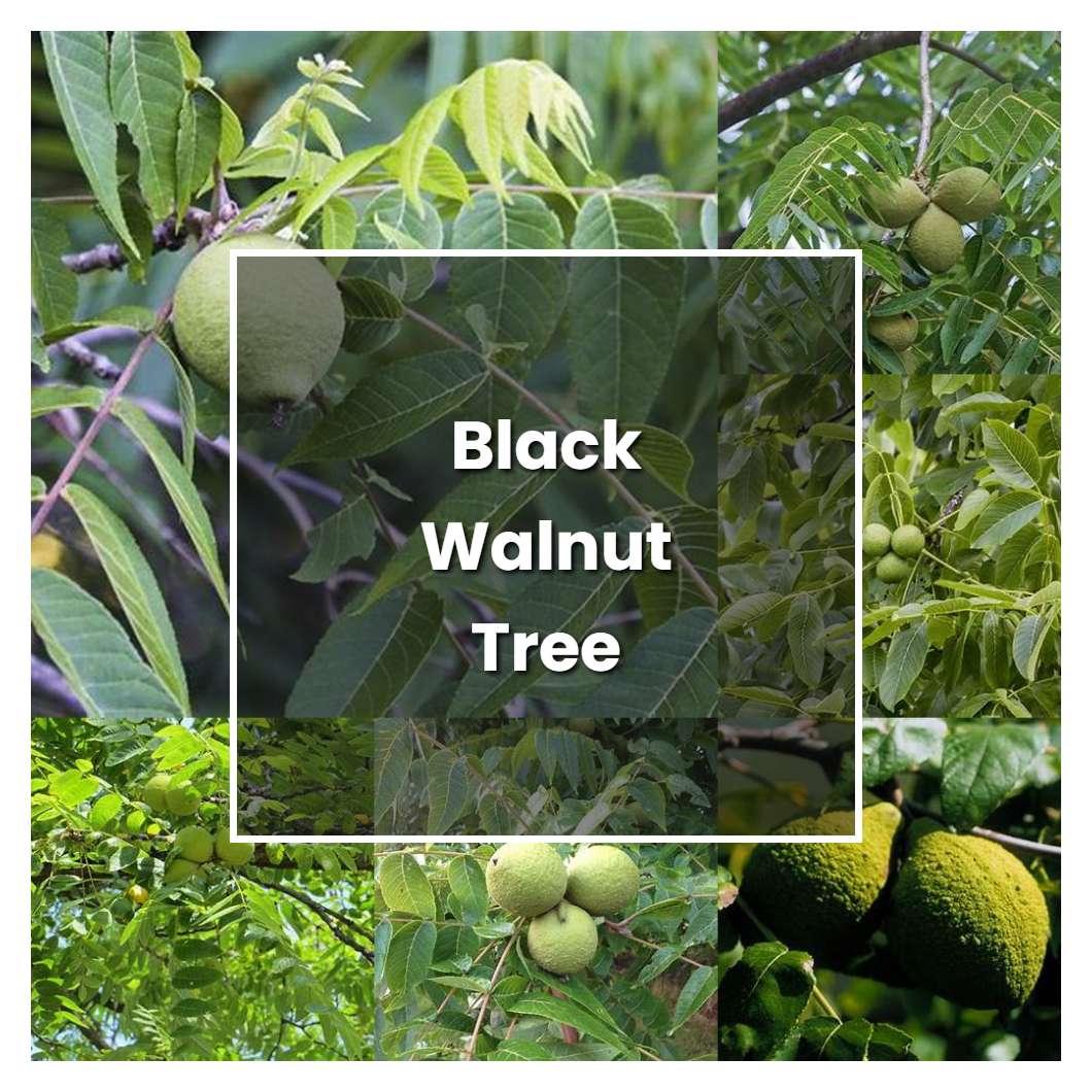 How to Grow Black Walnut Tree - Plant Care & Tips