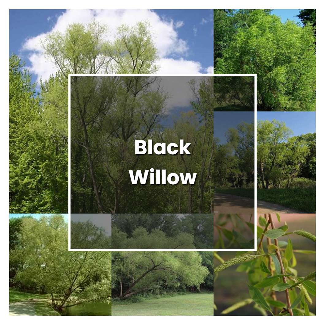 How to Grow Black Willow - Plant Care & Tips