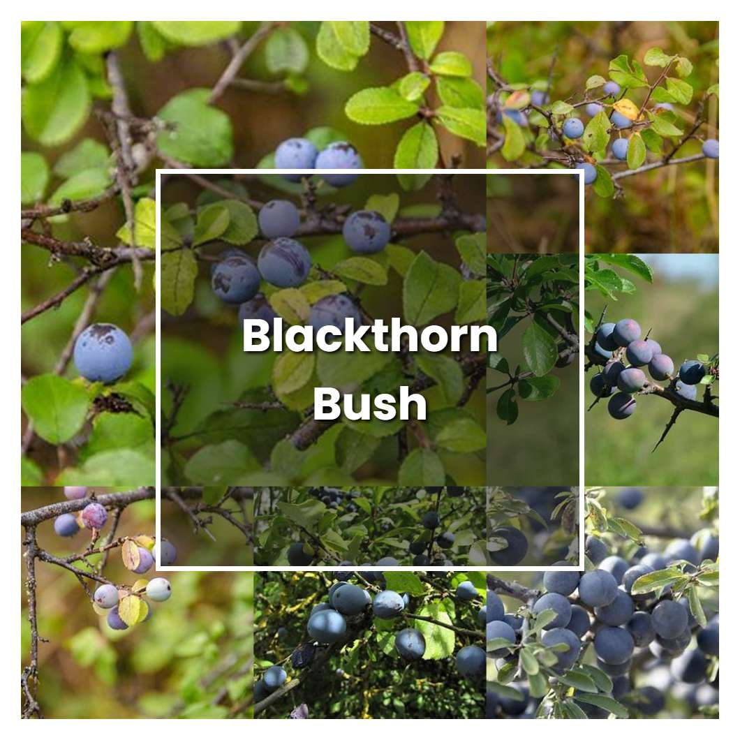 How to Grow Blackthorn Bush - Plant Care & Tips