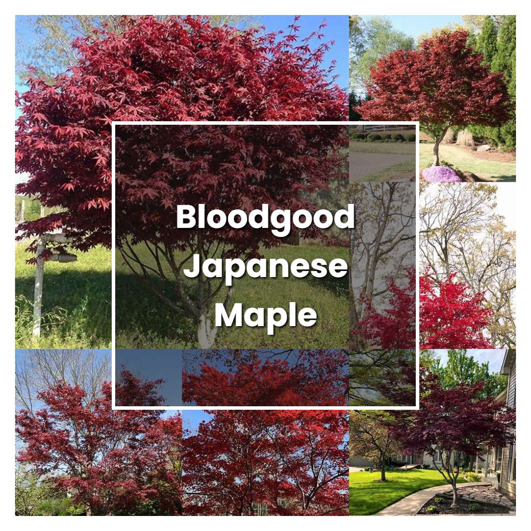 How to Grow Bloodgood Japanese Maple - Plant Care & Tips