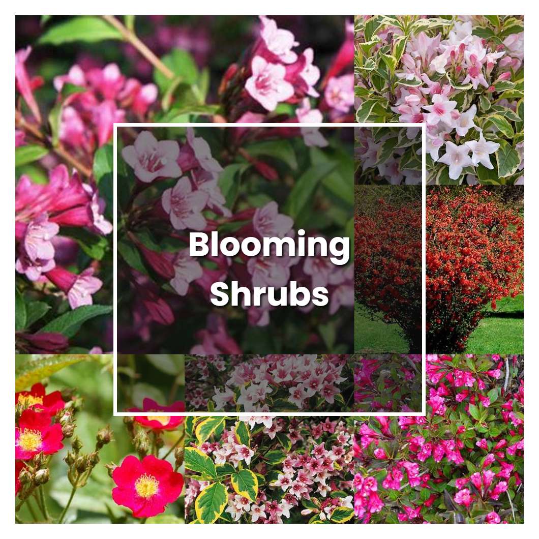 How to Grow Blooming Shrubs - Plant Care & Tips