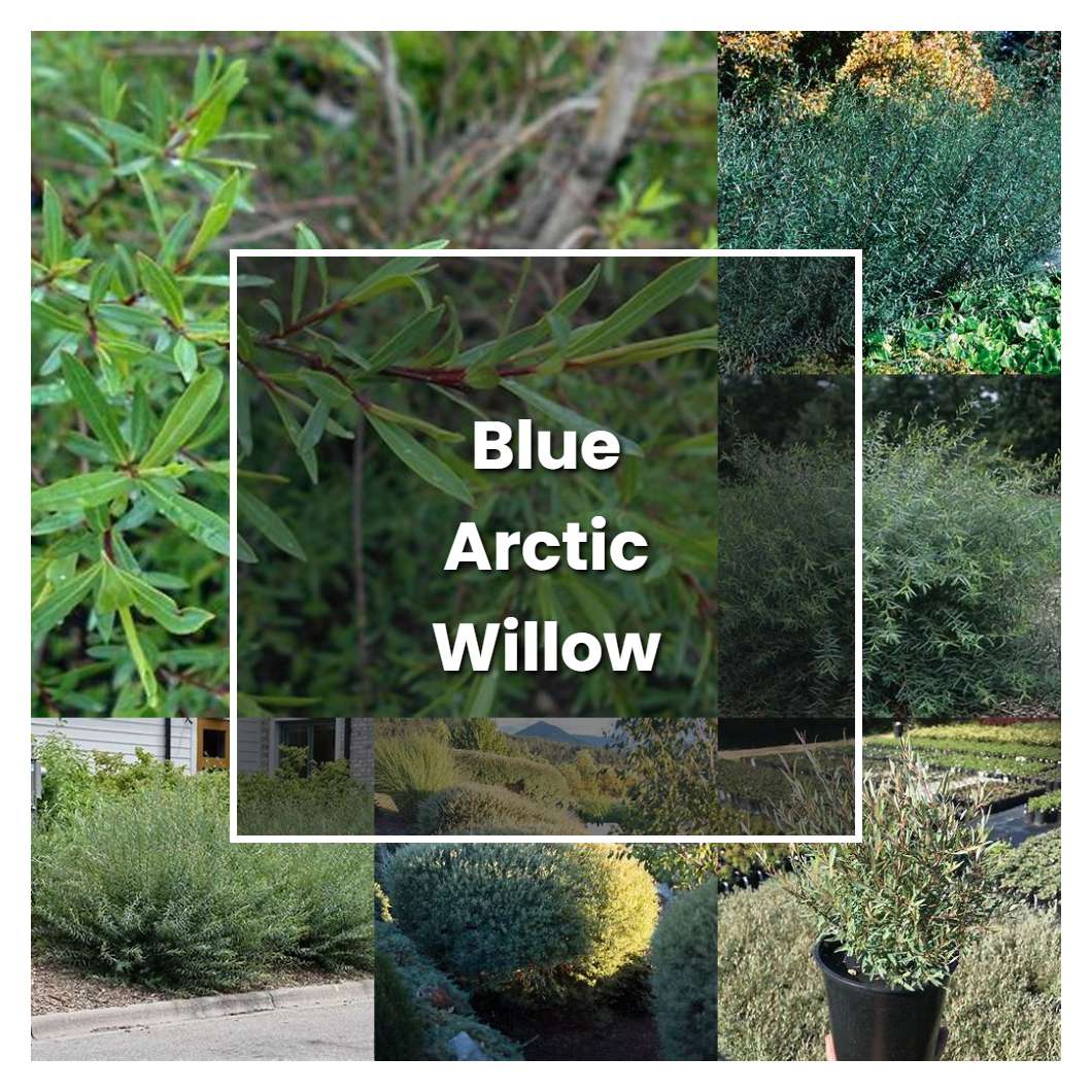 How to Grow Blue Arctic Willow - Plant Care & Tips
