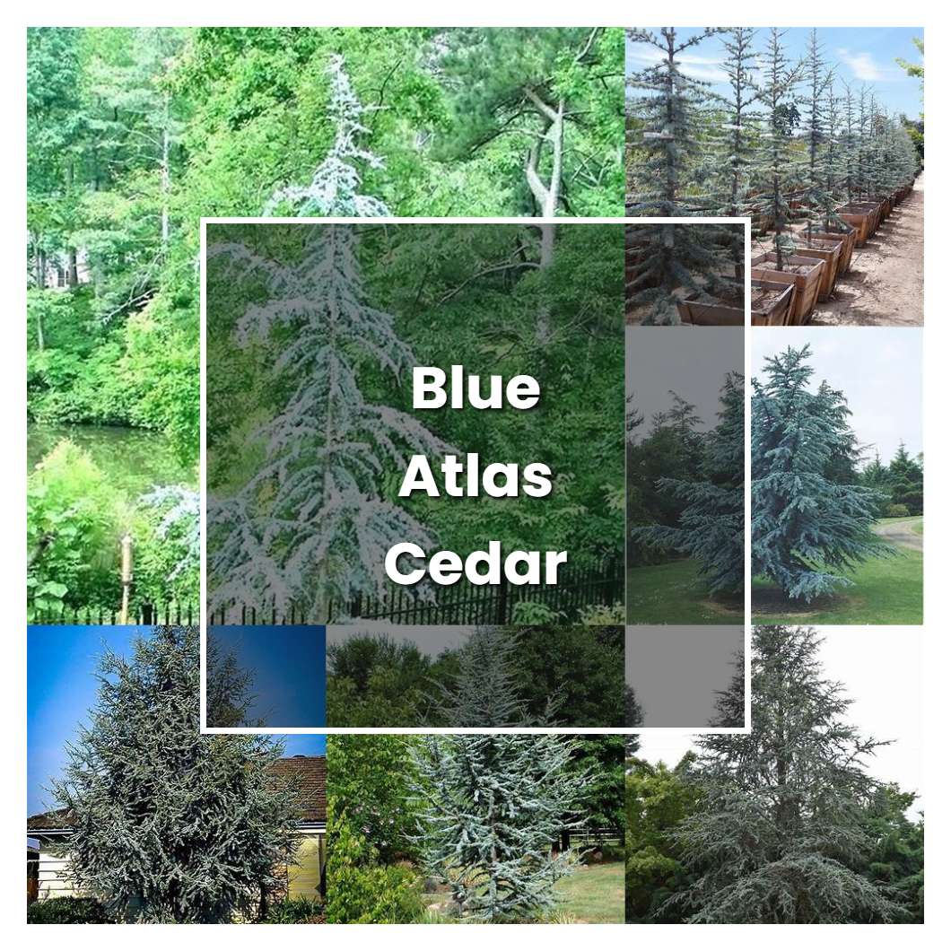 How to Grow Blue Atlas Cedar - Plant Care & Tips